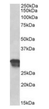 Goat anti-cyclin D1 Antibody