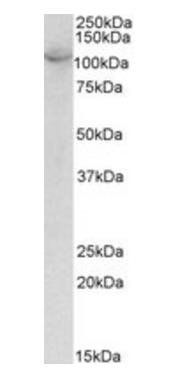 Goat anti-OAS3 Antibody