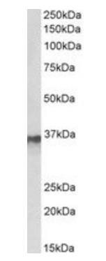 HNRNPA2B1 Antibody