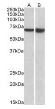 Goat anti-LCP1 / plastin-2 (aa277-291) Antibody
