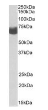 Goat anti-AMHR2 Antibody
