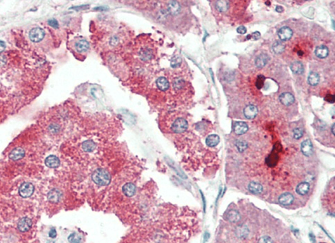 ASIC1 Antibody