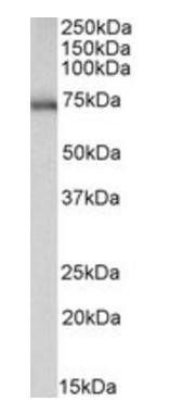 ASIC1 Antibody