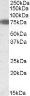 EBF1/COE1 Antibody