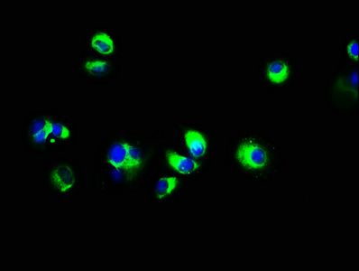 ECSCR Antibody