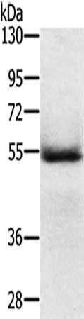 EDAR Antibody