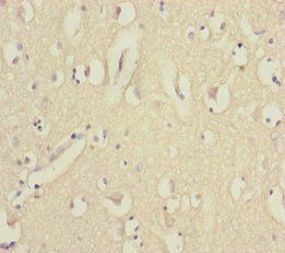 EEF1A2 Antibody