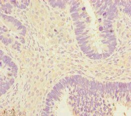 EEF1A2 Antibody
