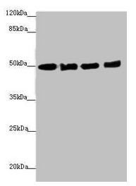 EEF1A2 Antibody