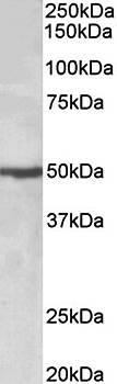 EEF1A2 Antibody