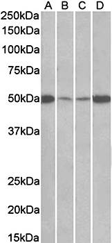 EEF1A2 Antibody
