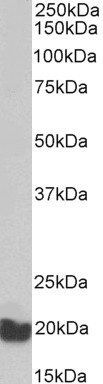 EEF1E1/AIMP3/p18 Antibody