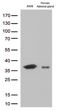 EFHD1 Antibody