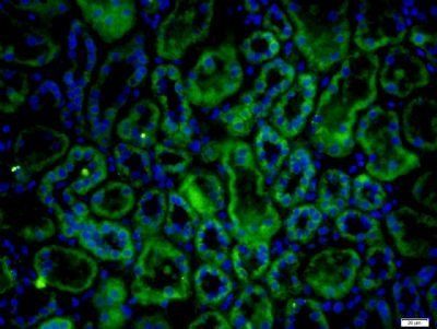 EGF Rabbit Polyclonal Antibody