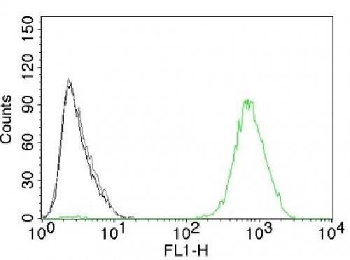 EGFR (Epidermal Growth Factor Receptor) Antibody