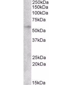 EGR2 Antibody
