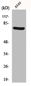 EHHADH Antibody