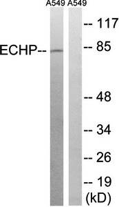 EHHADH Antibody
