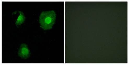 EID1 Antibody