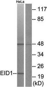 EID1 Antibody