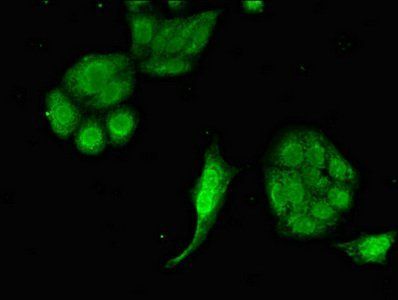 EIF2AK1 Antibody
