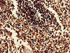 EIF2AK1 Antibody