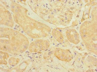EIF3K Antibody