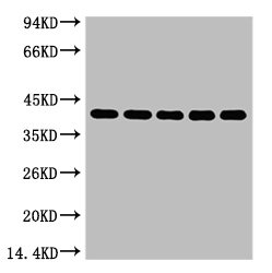 EIF4A1 Monoclonal Antibody