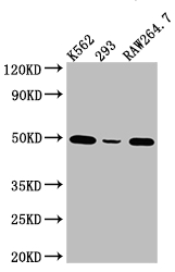 EIF4A1 Recombinant Monoclonal Antibody