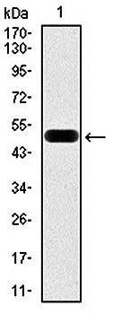 EIF4B