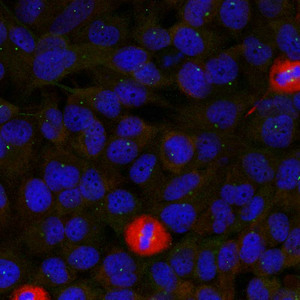EIF4G1 (Ab-1232) Antibody