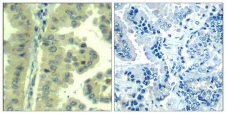 EIF4G1 (Ab-1232) Antibody