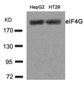 EIF4G1 (Ab-1232) Antibody