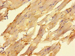 ELAC1 Antibody