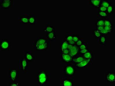 ELAVL2 Antibody