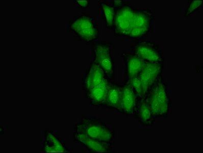 ELAVL2 Antibody