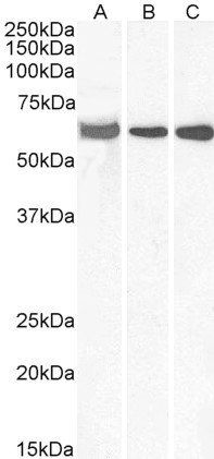 Goat anti-ELF1 Antibody