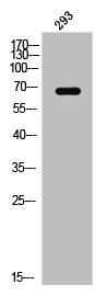 ELF1 Antibody