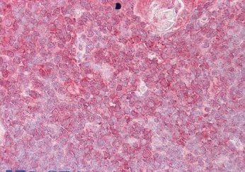 Goat anti-ELF1 Antibody