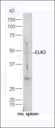 ELK3 Rabbit Polyclonal Antibody