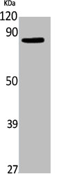 ELMO1 Antibody