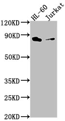 ELMO1 Antibody