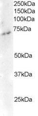 ELMO3 Antibody