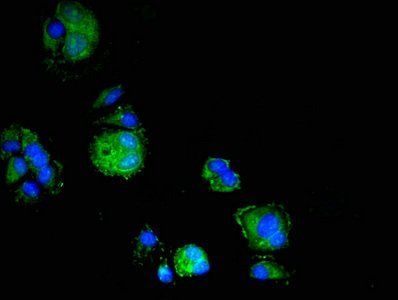 ELMO3 Antibody