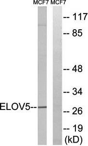 ELOVL5 Antibody