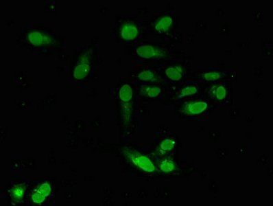 EMD Antibody