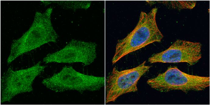 EML1 antibody [C3], C-term