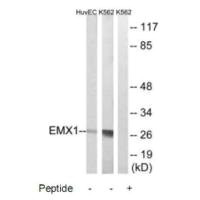 EMX1 Antibody