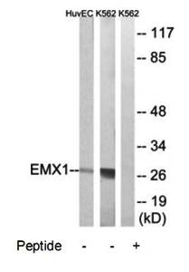 EMX1 Antibody
