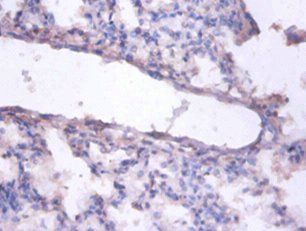 ERH Antibody